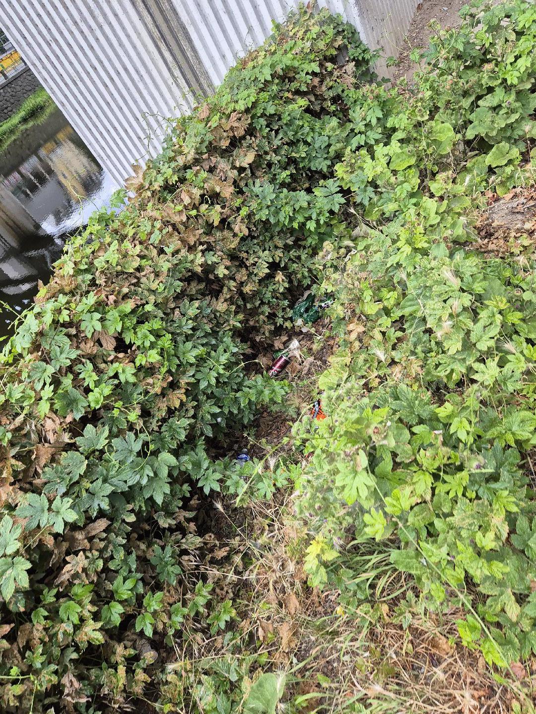 Nepořádek ve vegetaci